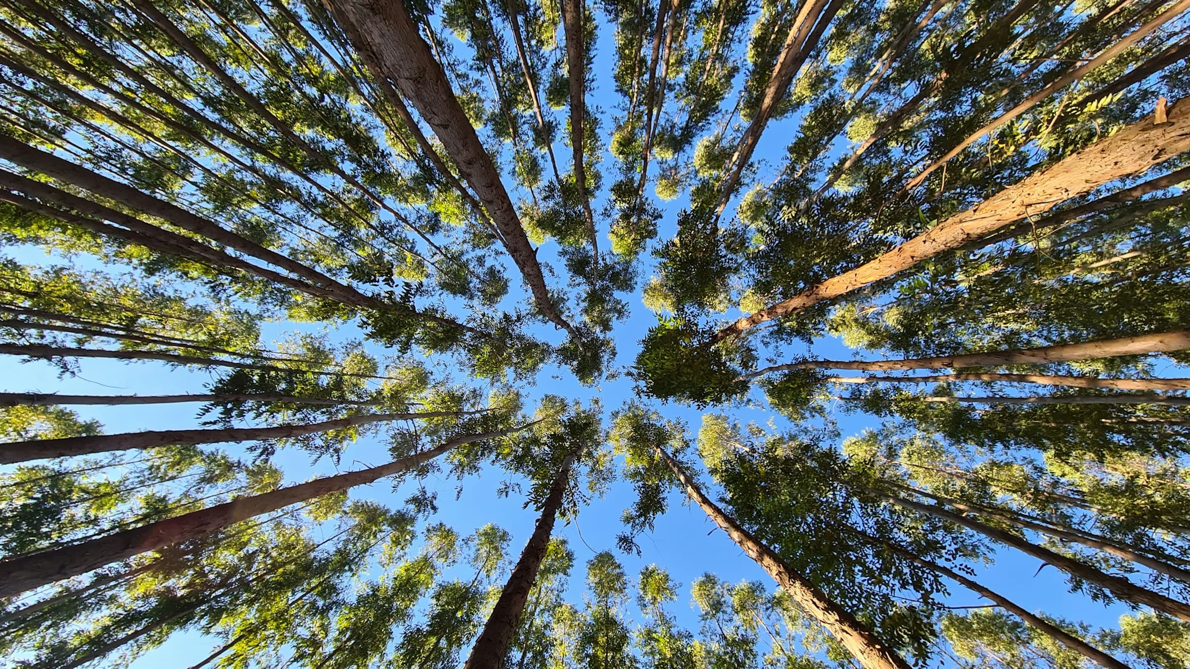 Sunlit eucalyptus canopy against a clear blue sky