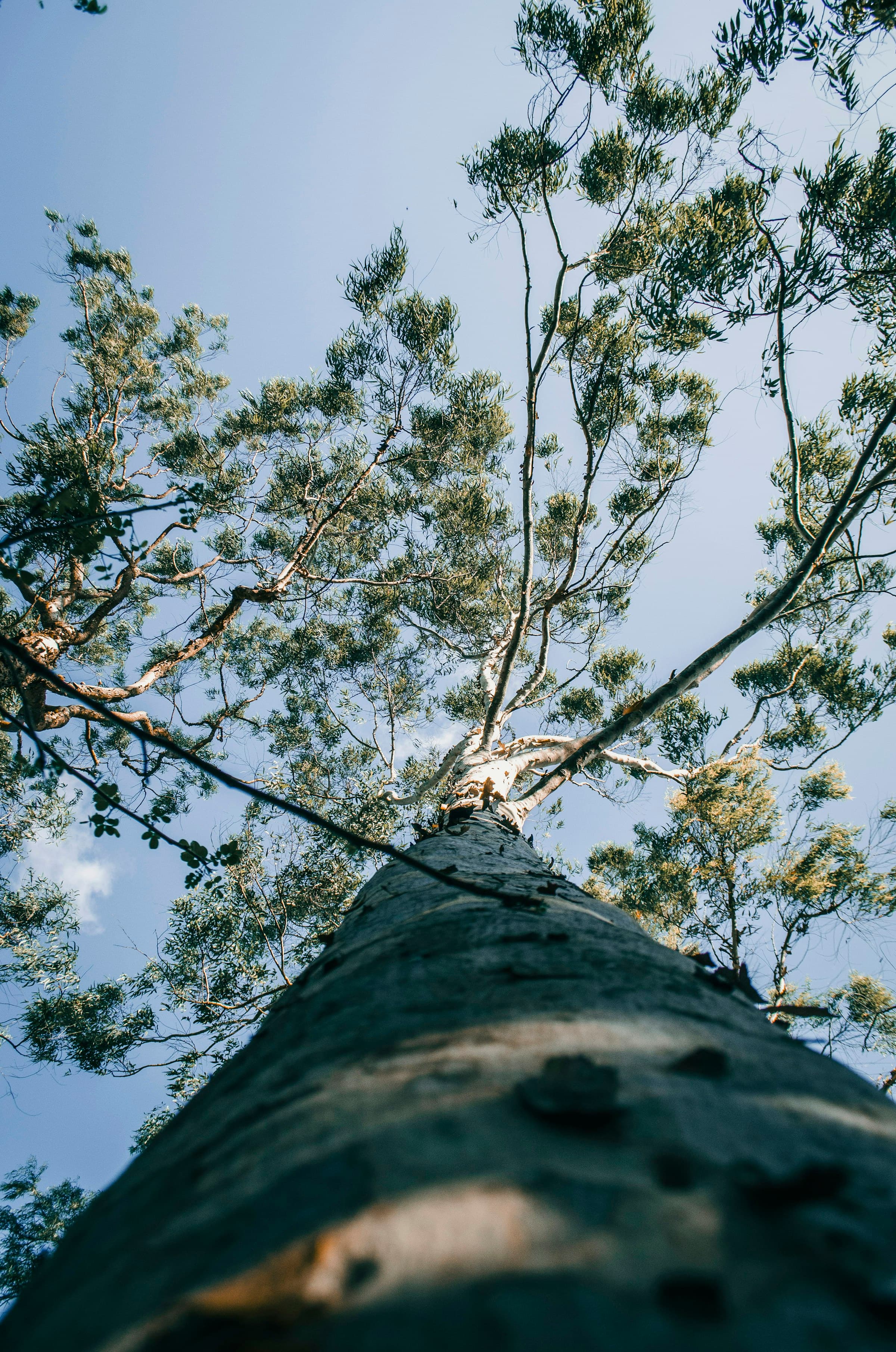 Tall eucalyptus canopy against open sky, typical of the Hills District's greener, larger blocks