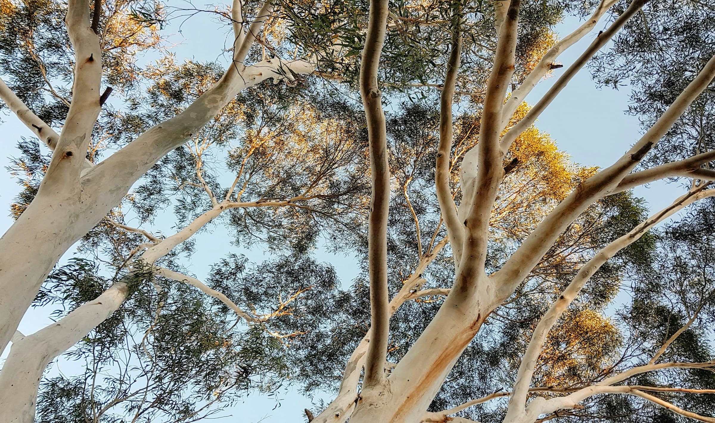 Sunlight through a eucalyptus canopy against a clear Sydney sky
