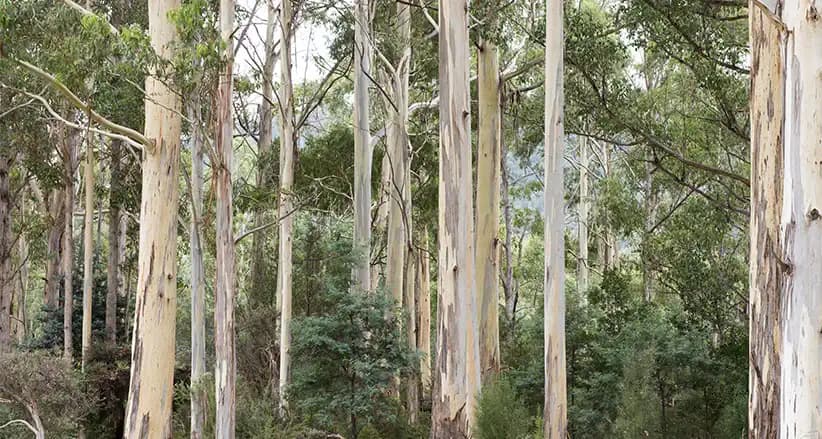 Eucalyptus canopy against a bright sky
