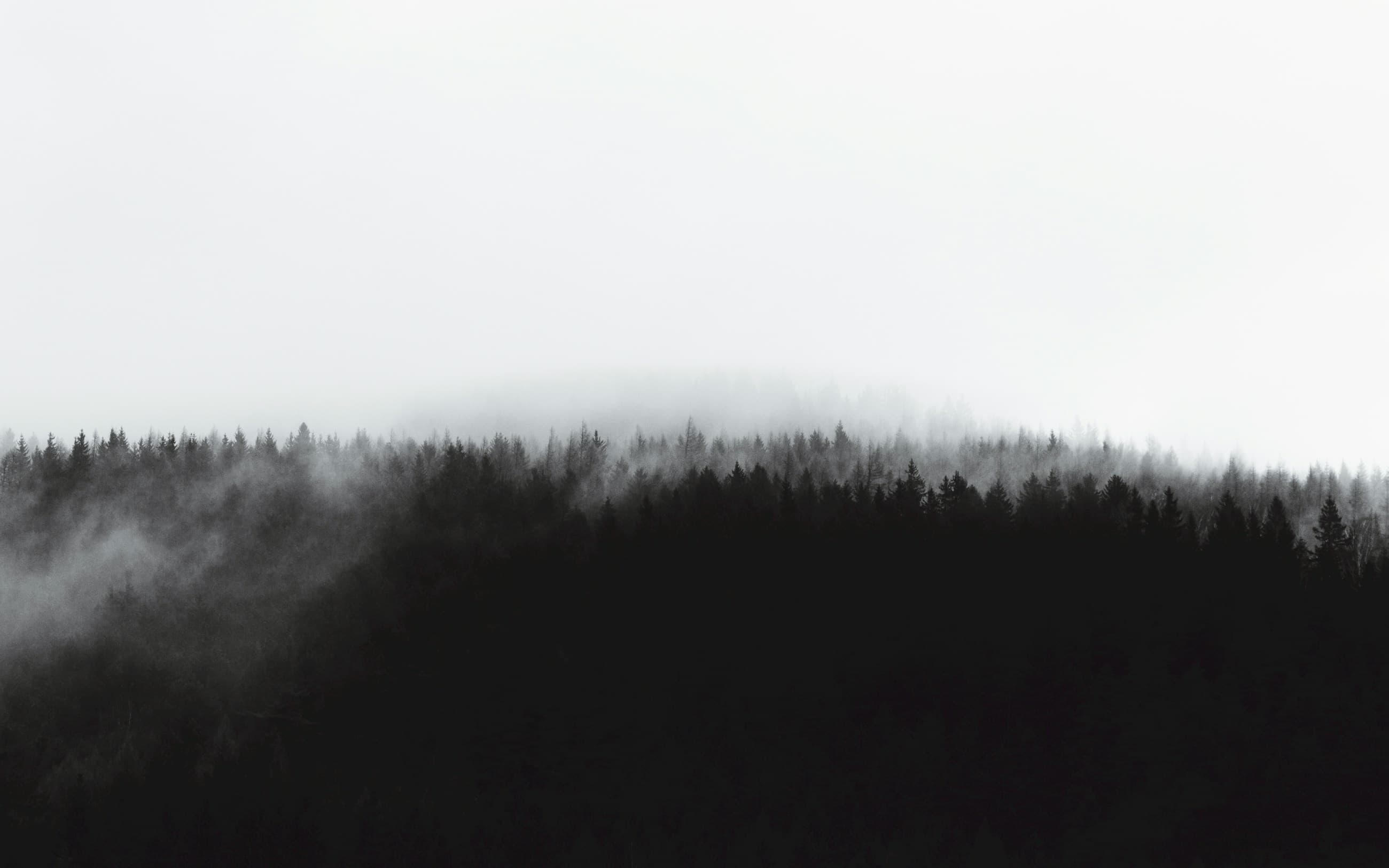 Mist settling through a stand of tall trees