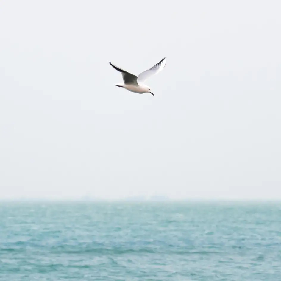A lone seagull over the water