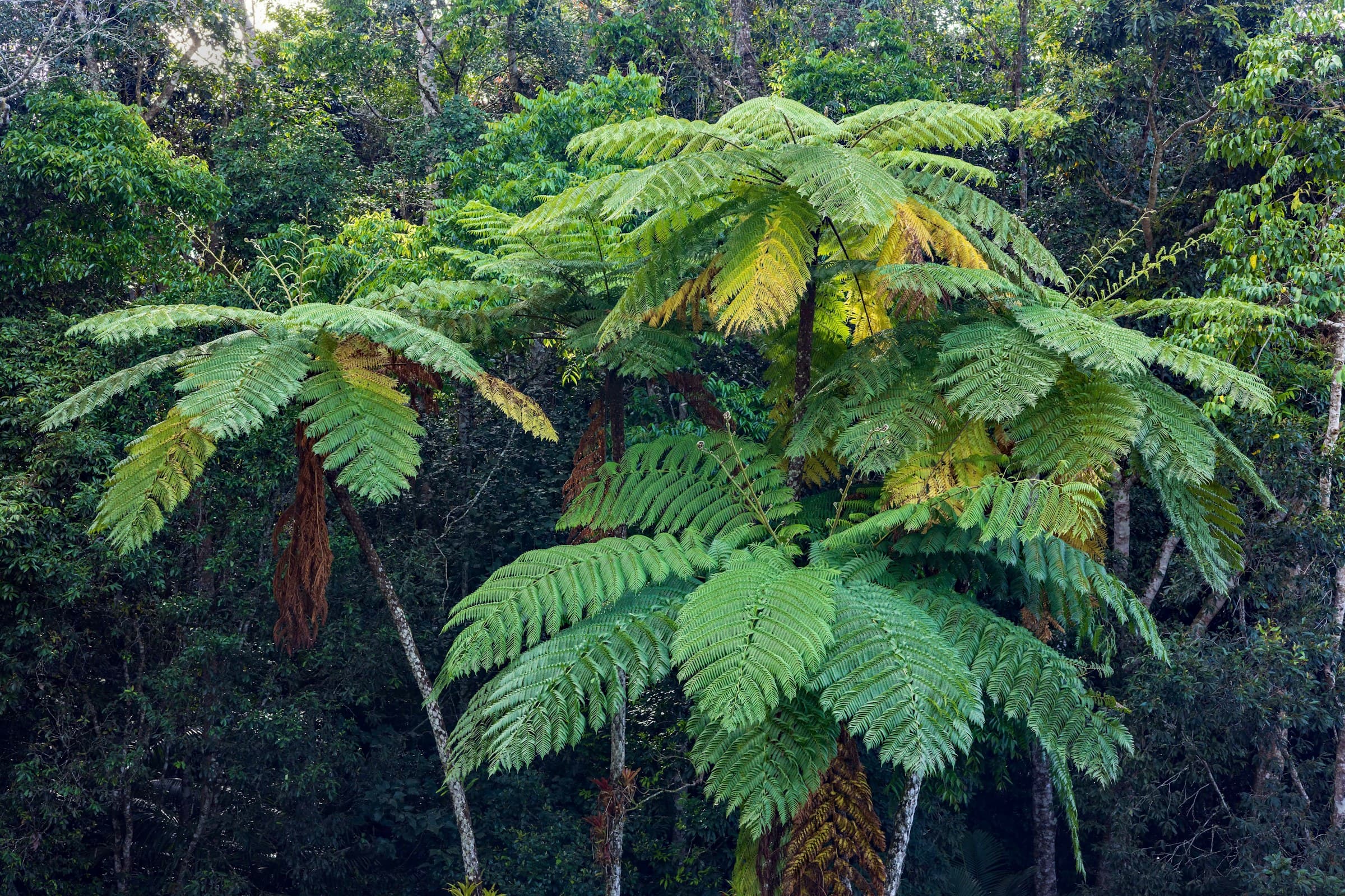 Soft green tree ferns in dappled light
